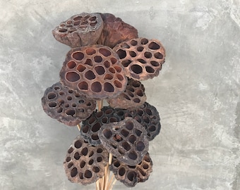 Stemmed Dried Lotus Pods: Rustic Wedding Flower Decor (18-20" Tall)