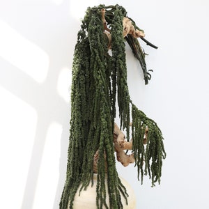 Amaranthus Hanging Preserved, Amaranthus, Hanging Amaranthus, Hanging Flowers, Wedding Decor, Home Decor, Artwork, Moss Wall, Gift