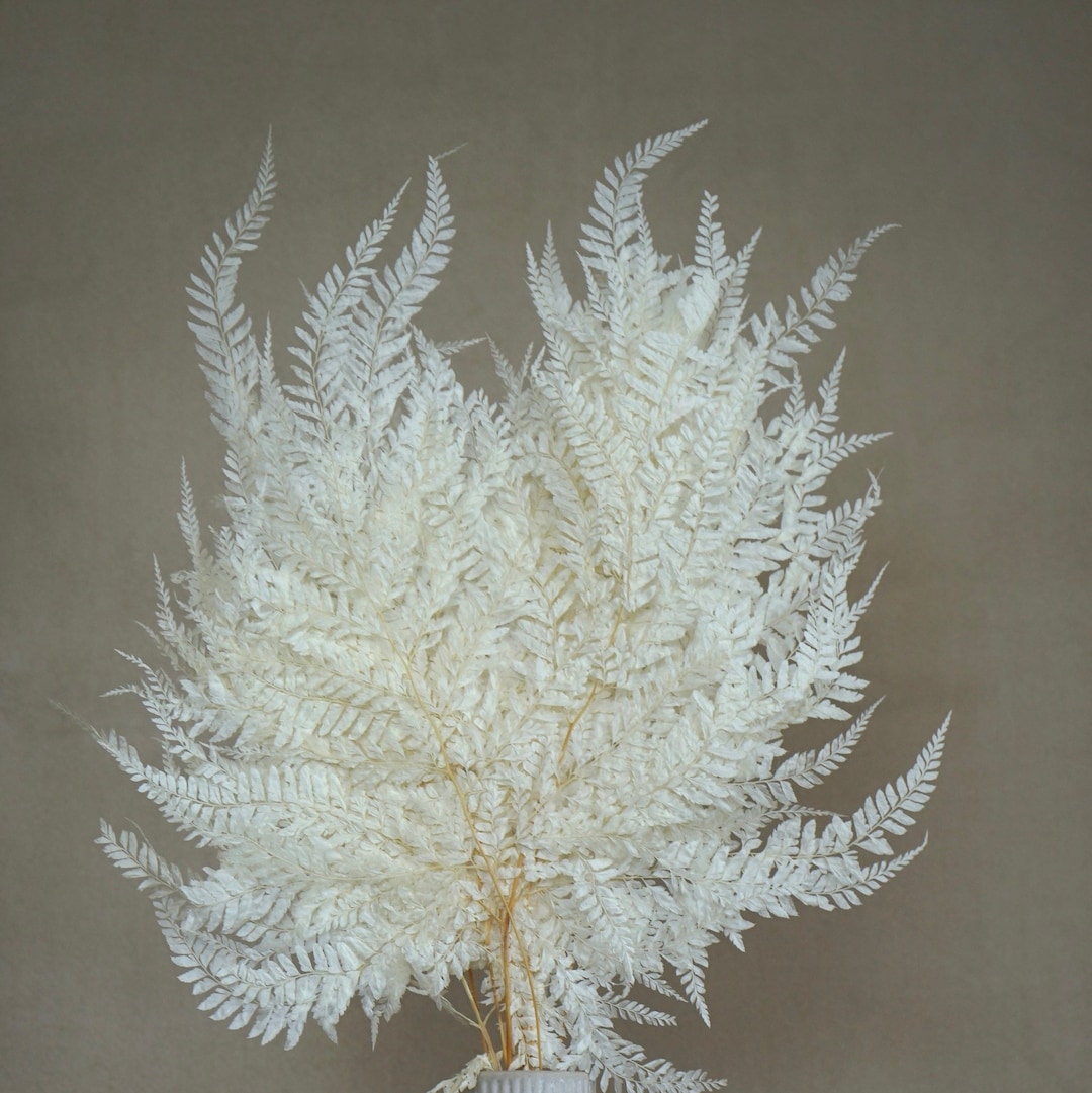 Preserved Fern Leaves, Dried Fern Leaves, Dried Flowers, Wedding ...