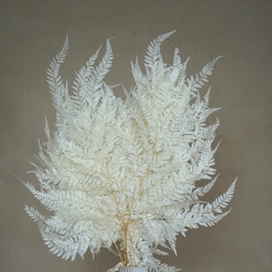 Preserved Fern Leaves, Dried Fern Leaves, Dried flowers, Wedding flowers, Home Decor, Wedding bouquets, Preserved Lace Fern