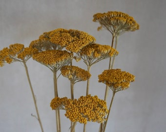 Natural Dried Yarrow Flowers: Yellow Floral Decor