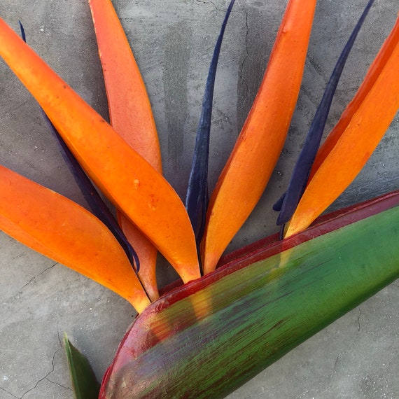Détails Sur 3 Ft Environ 091 M Artificielle Oiseau De Paradis Plante Tropicale En Pot Strelitzia Fleurs Afficher Le Titre Dorigine