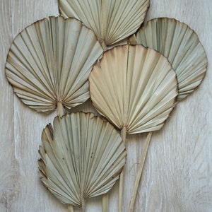 Palm Leaves, Dried Palm burnt Leaf Fans, Palm leave, Dried Flowers, sun palm leaves, wedding flowers, home decor, bridal bouquets, bouquets