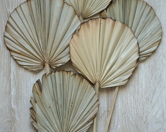 Palm Leaves, Dried Palm burnt Leaf Fans, Palm leave, Dried Flowers, sun palm leaves, wedding flowers, home decor, bridal bouquets, bouquets