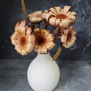 PROTEA NERIFOLIA BASE, Dried Protea Flower, Dried Flowers, Wedding flowers, Home decor, preserved flowers, Protea Flowers, Gift, Arrangement