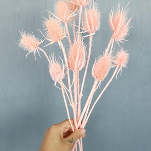 Dried Wild Teasel, Dried Flowers, Wedding flowers, Home decor, Thistle, Gift, Dried Pods, Wild Flowers, Bouquet, Boho Wedding, Centerpiece