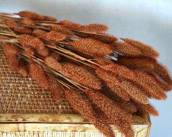 Dried Setaria grass, Foxtail Millet, Dried Flowers, Wedding Flowers, Bunny tails flowers, Gift, Wedding Bouquet, Bridal Bouquet, Home Decor
