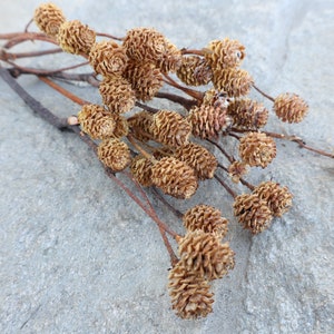 Salignum branch natural, Dried South African,  DriedFruit bunch, Dried nut, Dried Flowers, Wedding Flowers, Pinecones -18" Tall
