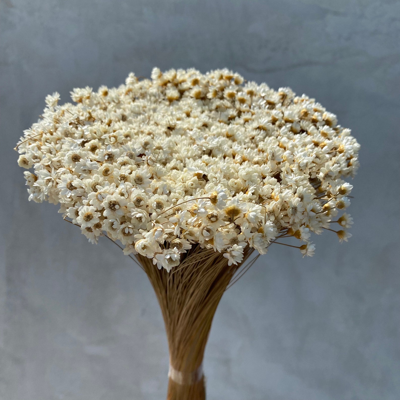 Dried Star Flowers Dried Flowers Wedding Flowers Flower Etsy