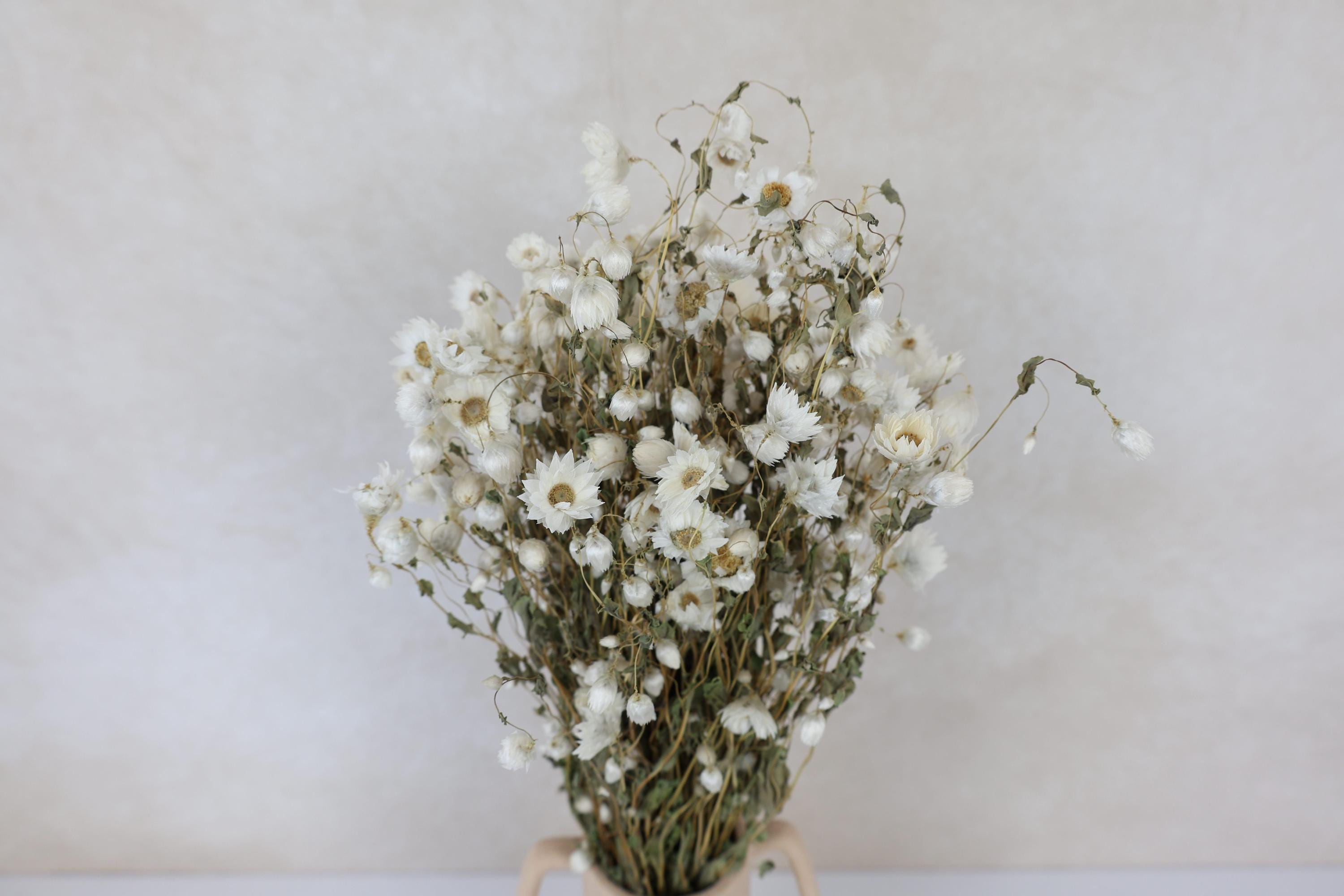 Dried Rhodanthe Flower Bundle: Natural White Paper Daisies - Etsy