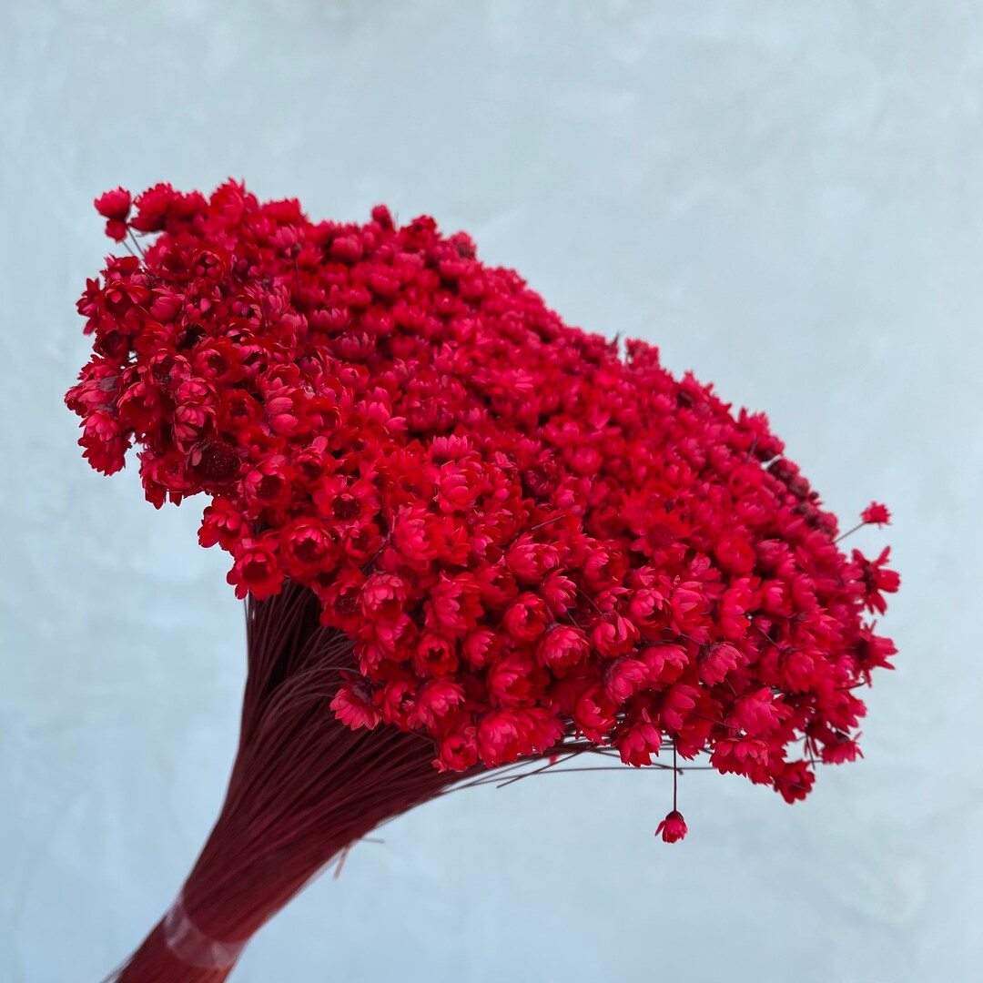 Dried Star Flowers Dried Flowers Wedding Flowers Flower Etsy