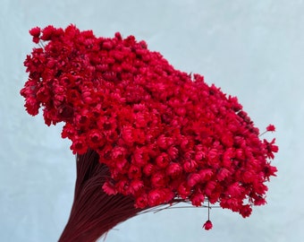 Red Dried Star Flowers, Wedding Bouquet, Home Decor, 12" Tall