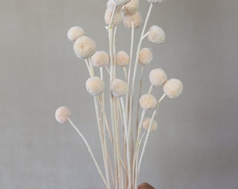 Dried Craspedia ,Dried Billy Balls, Dried Flowers, Wedding Flowers, Home Decor, Flower Arrangements, Billy Buttons, Wedding Decor, Gifts