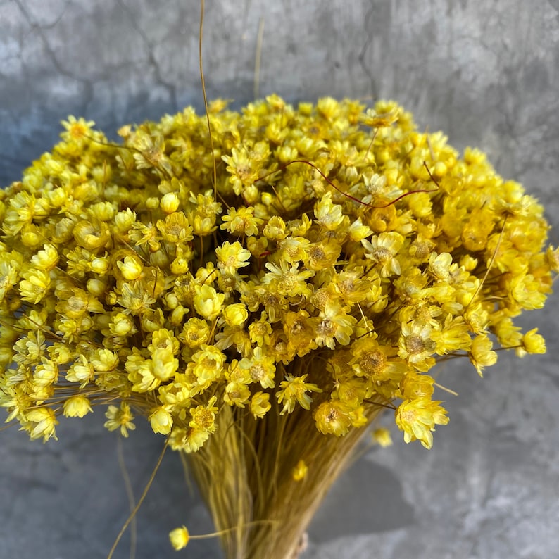 Dried Star Flowers Dried Flowers Wedding Flowers Flower Etsy