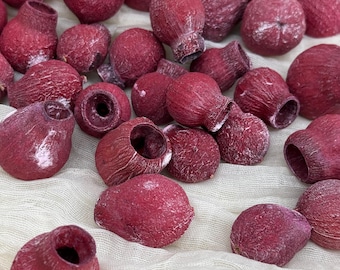 30 Dried Bellgum Pods ( No Stems)