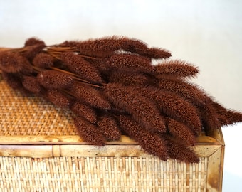 Chocolate Dried Setaria grass, Foxtail Millet, Dried Flowers, Wedding Flowers, Bunny tails flowers, Gift, Wedding Bouquet, Bridal Bouquet
