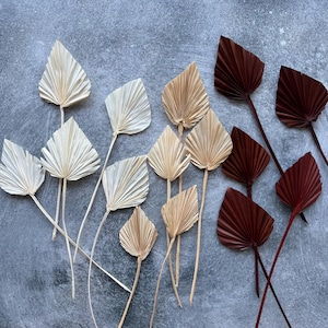 May include: An assortment of dried palm leaves in various colors, including cream, tan, and burgundy. The leaves are arranged on a gray surface, showcasing their textured, fan-like shapes and long stems. Ideal for floral arrangements.
