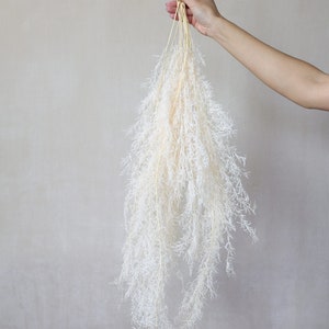 Preserved Asparagus Fern, Asparagus Fern, Ferns, Dried Flowers, Wedding Flowers, Gift, Wedding Decor, Preserved Sprengeri