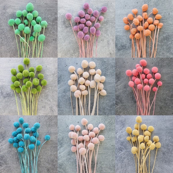 Dried Craspedia ,Dried Billy Balls, Dried Flowers, Wedding Flowers, Home Decor, Flower Arrangements, Billy Buttons, Wedding Decor, Gifts