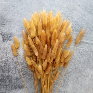Honey yellow Lagurus Flower Bush, Dried Flowers, Wedding Flowers, Bunny tails flowers, Gift, Wedding Bouquet, Bridal Bouquet, Home Decor