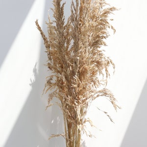 May include: A bouquet of dried pampas grass with long, feathery plumes in shades of beige and brown. The grass is held in a hand against a white background.