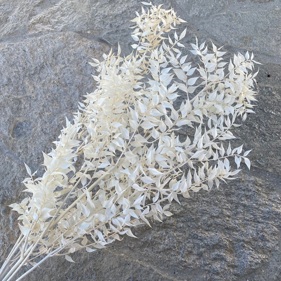 Bleached Italian Ruscus Dried Ruscus Dried Flowers Wedding Etsy