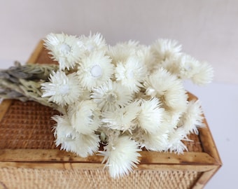 Dried White Strawflower Bundle: Natural Everlasting Daisy Bouquet
