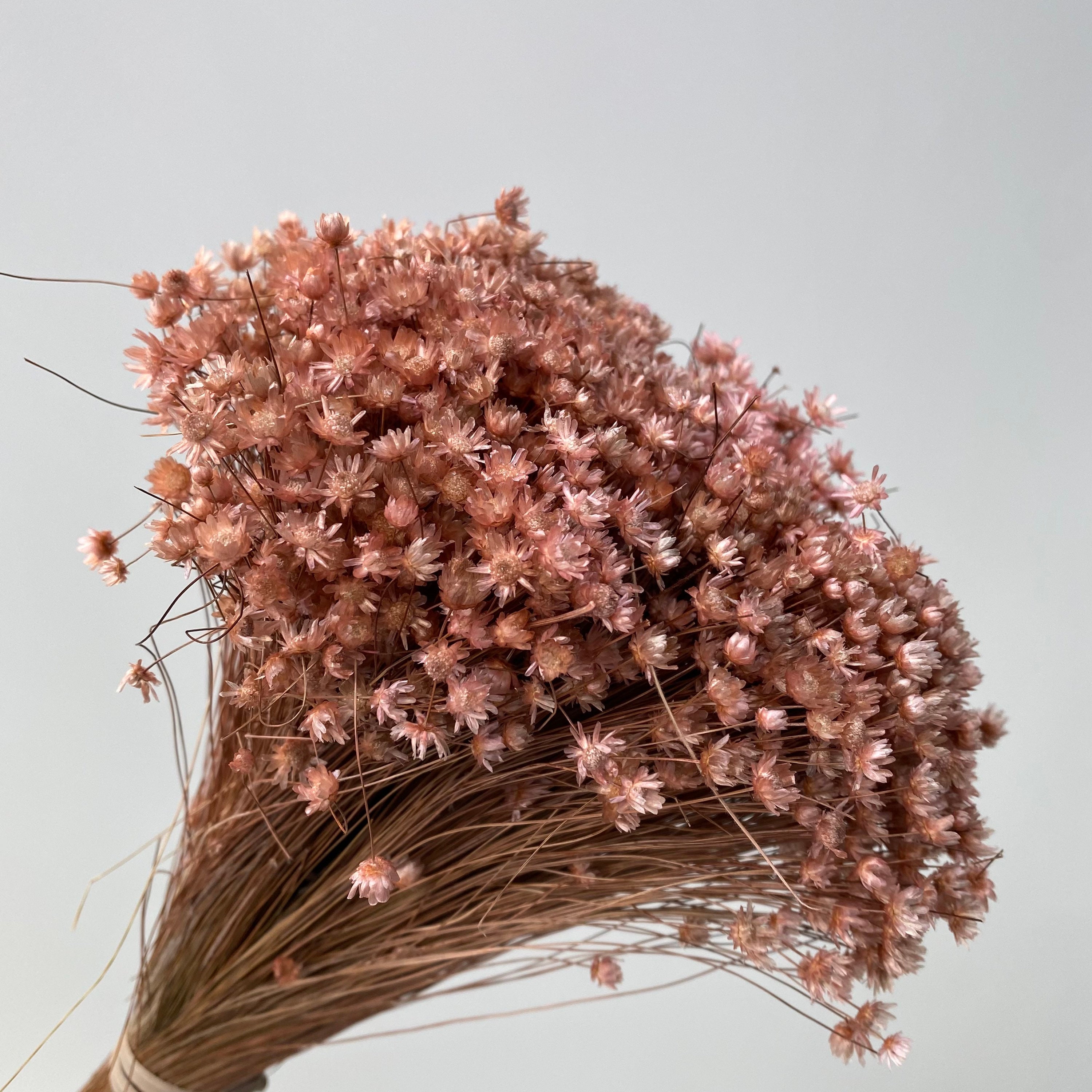 Dried Star Flowers Dried Flowers Wedding Flowers Flower Etsy