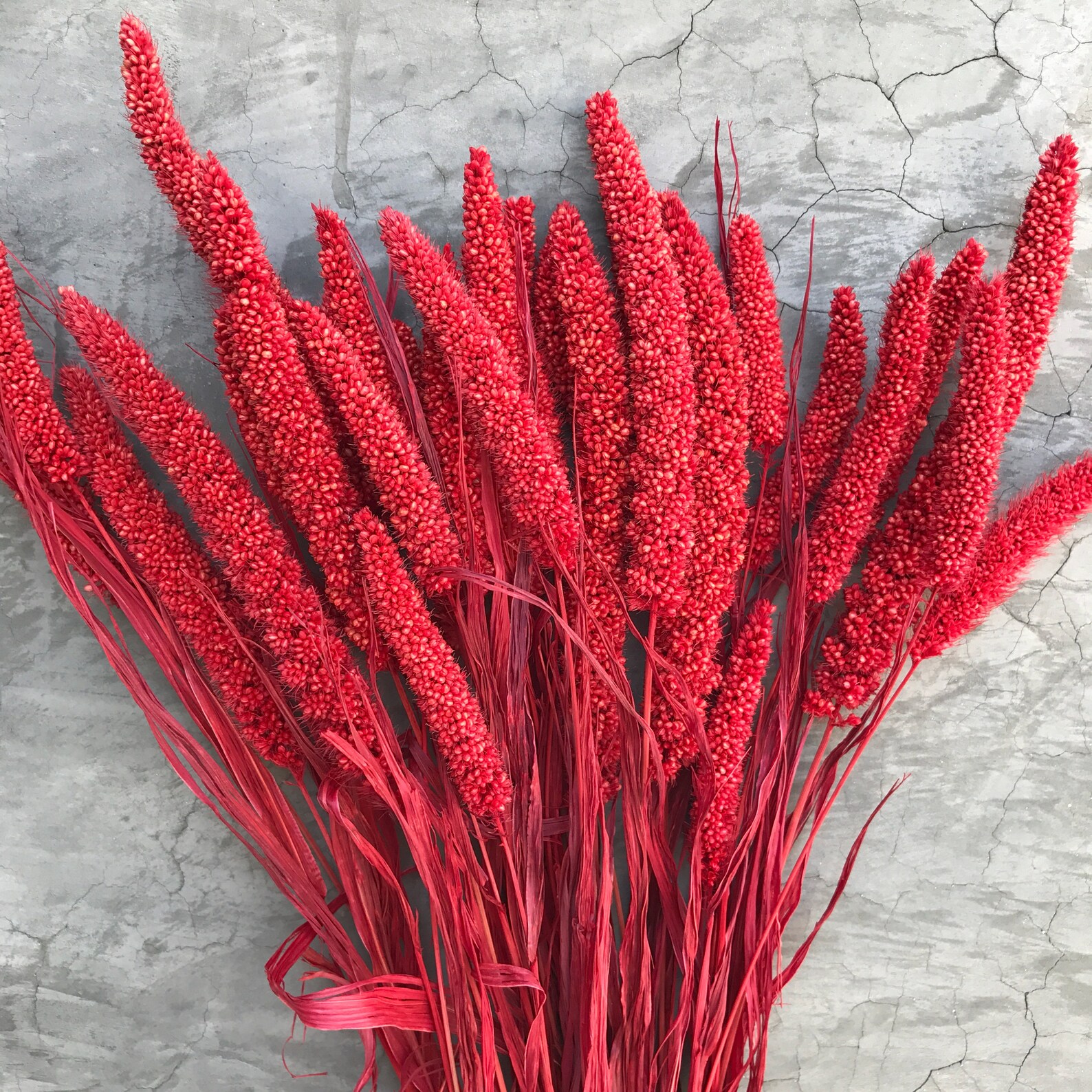 China Millet Berry Red Flower Bush Dried Flowers Wedding Etsy