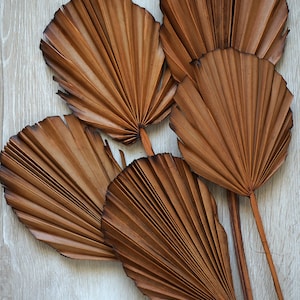 Palm Leaves, Dried Palm burnt Leaf Fans, Palm leave, Dried Flowers, sun palm leaves, wedding flowers, home decor, Bridal Bouquets, Gifts