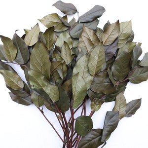 Preserved Salal, Dried Lemon Leaf, Salal Leaves, Lemon Leaves, Wedding Flowers, Greenery, Green Leaf, Flower Filler, Wreath, Centerpiece