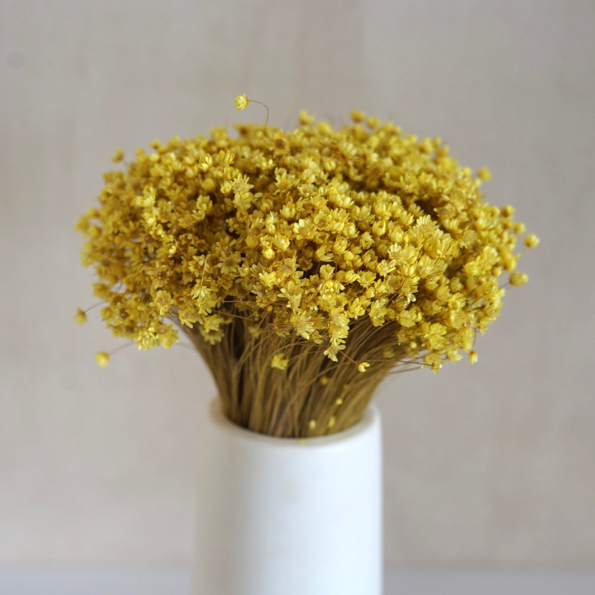 Dried Star Flowers Dried Flowers Wedding Flowers Flower Etsy