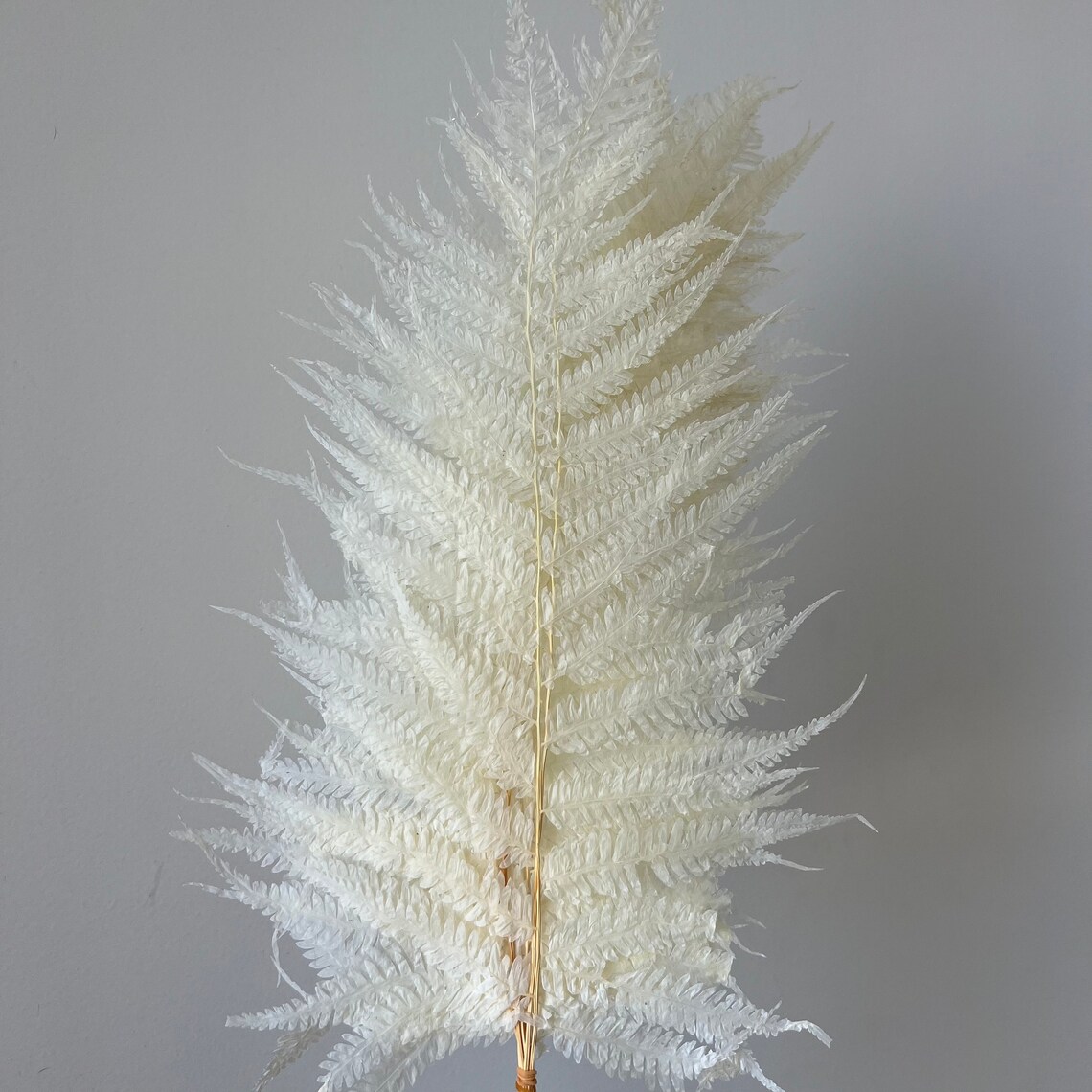 Preserved Fern Leaves, Dried Fern Leaves, Dried Flowers, Wedding ...