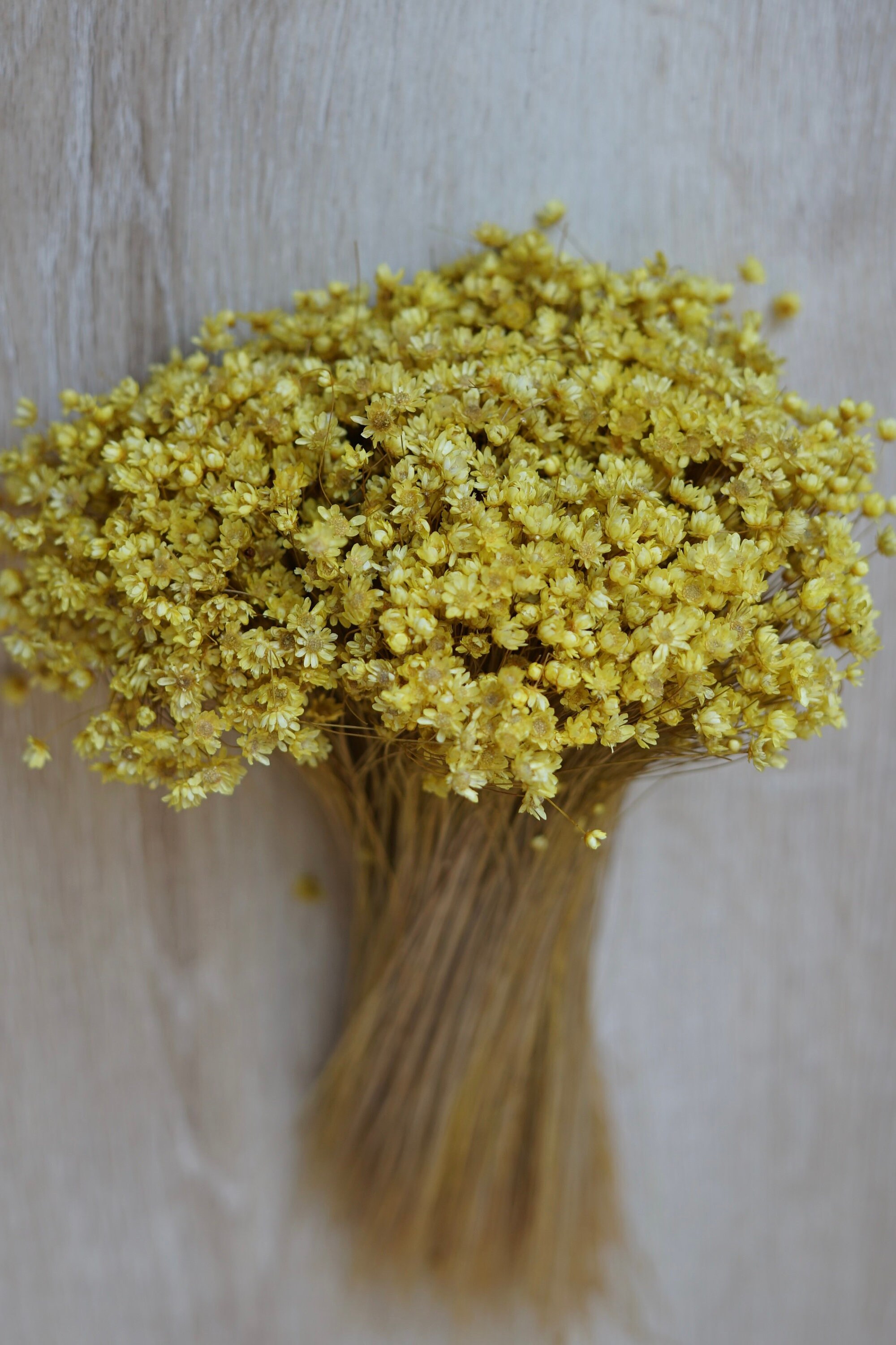 Dried Star Flowers Dried Flowers Wedding Flowers Flower Etsy