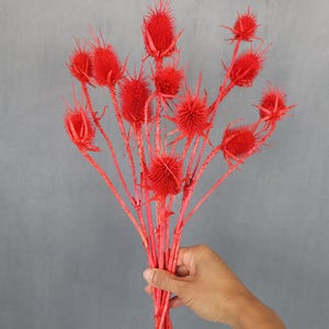 Dried Wild Teasel, Dried Flowers, Wedding flowers, Home decor, Thistle, Gift, Dried Pods, Wild Flowers, Bouquet, Boho Wedding, Centerpiece