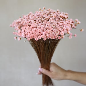 Pink Dried star flowers, Dried Flowers, Wedding flowers, Flower bouquets, Home decor 12” tall
