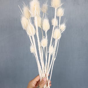 Dried Wild Teasel, Dried Flowers, Wedding flowers, Home decor, Thistle, Gift, Dried Pods, Wild Flowers, Bouquet, Boho Wedding, Centerpiece