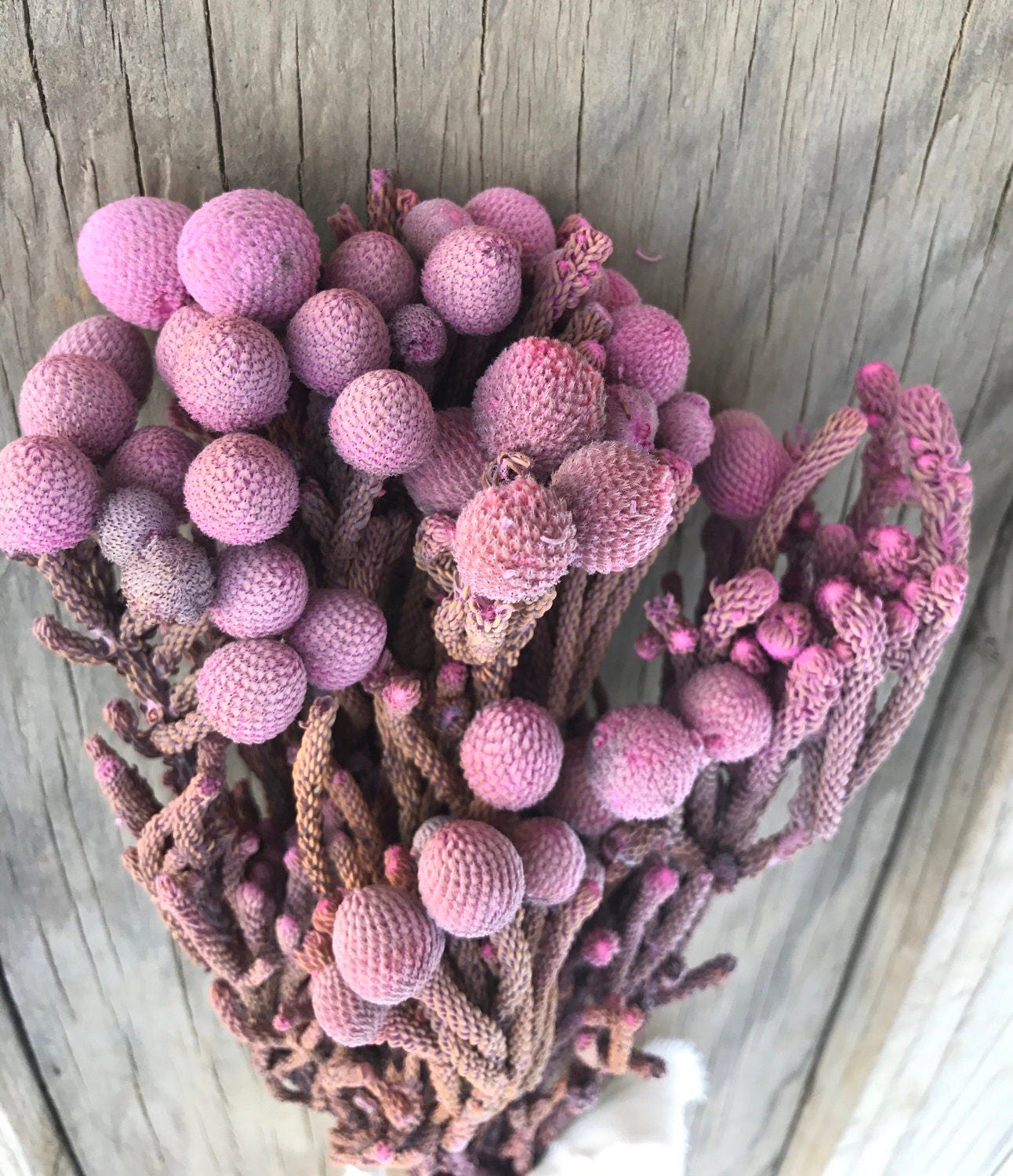 Natural brunia pink Dried Flowers Wedding Flowers | Etsy