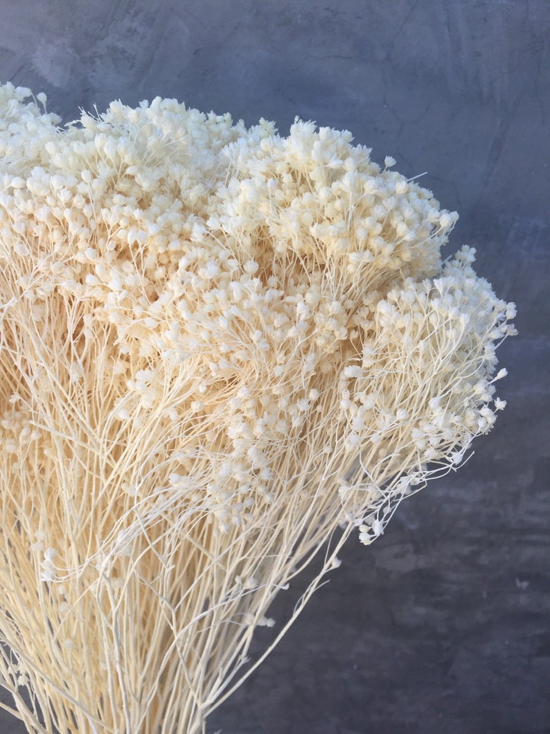 Dried Baby's Breath Dried Gypsophila Bloom Dried Etsy