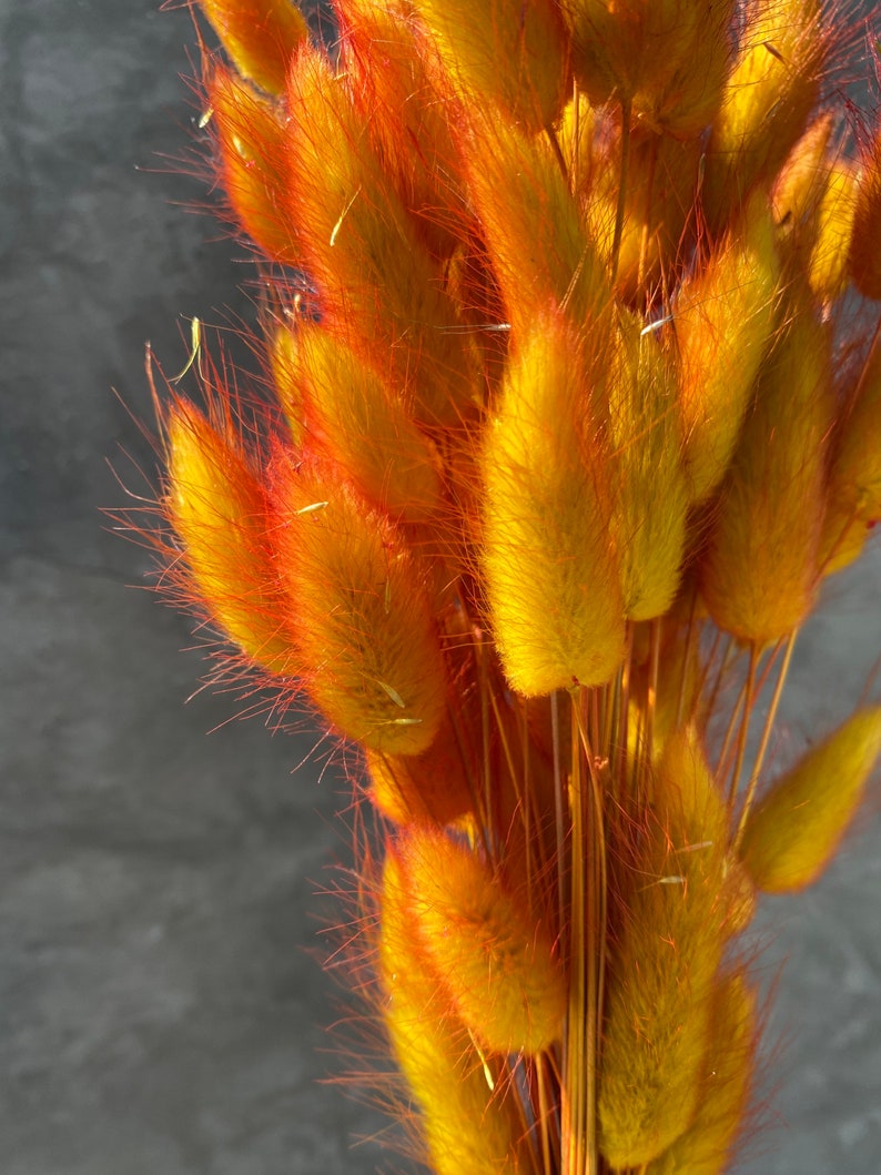 Lagurus Flower Bush, Dried Flowers, Wedding Flowers, bunny tails flowers, Naturally Dried, Bridal Flowers, Thanksgiving, gifts,Bridesmaids image 5