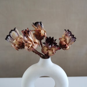 PROTEA NERIFOLIA BUD  16&quot; ,Dried Protea Flower, Dried Flowers, Wedding flowers, Home decor, preserved flowers
