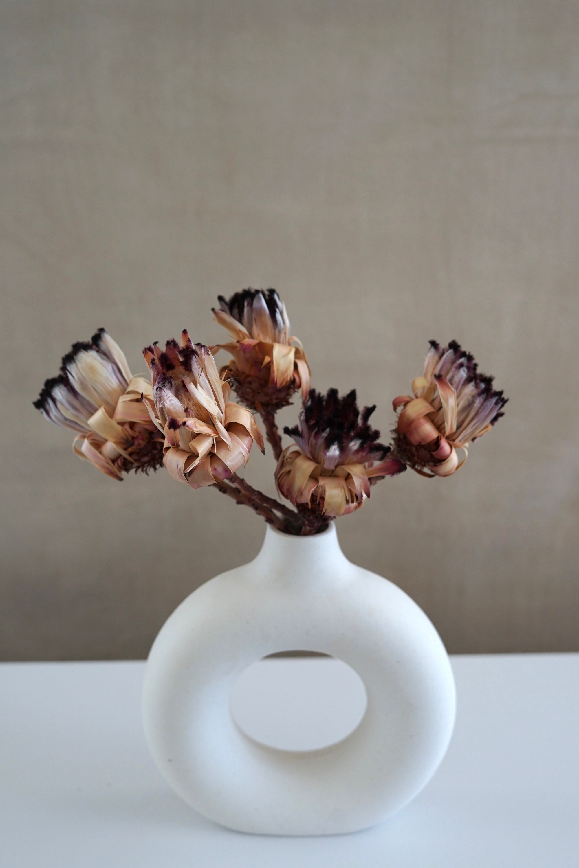 PROTEA NERIFOLIA BUD  16" ,Dried Protea Flower, Dried Flowers, Wedding flowers, Home decor, preserved flowers