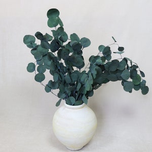 Preserved Eucalyptus Bush, Silver Dollar Eucalyptus, Dried Eucalyptus, Eucalyptus, Wedding Decor, Dried Flowers, Gift, Wedding Flowers