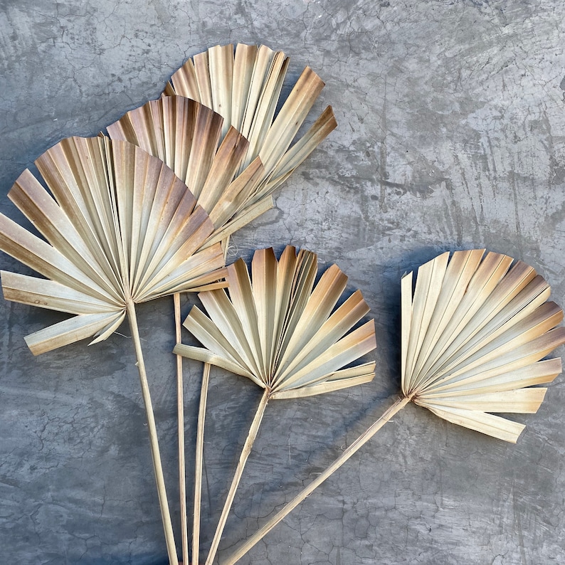 Dried Palm Burnt Leaf Fans Palm Leave Dried Flowers Sun Etsy