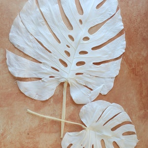 Monstera Leaves, Preserved Monstera Leaves, Bleached Monstera Leaves, Home Decor, Boho flowers, Boho Wedding, leaves, leaf , Gift, Monstera