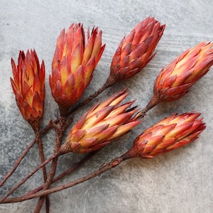 Dried Protea Repens Flowers, Dried Flowers, Wedding flowers, Home decor