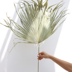 Palm Leaf Fan, Dried Giant Palm, Sun palm leaves, Wedding flowers, Home decor, Boho flowers, Boho Wedding, Palm leaves, Leaf, Gift, Rustic
