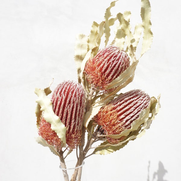 Banksia Bush, Dried Flowers, Banksia Preserved, Dried Banksia Mensiesii, Dried Banksia flowers, protea flowers