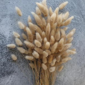 Lagurus Flower Bush, Bunny tails, Dried flowers, Wedding flowers, Bunny tails flowers, Dried Grass, Home Decor, Gift, Wedding Bouquet