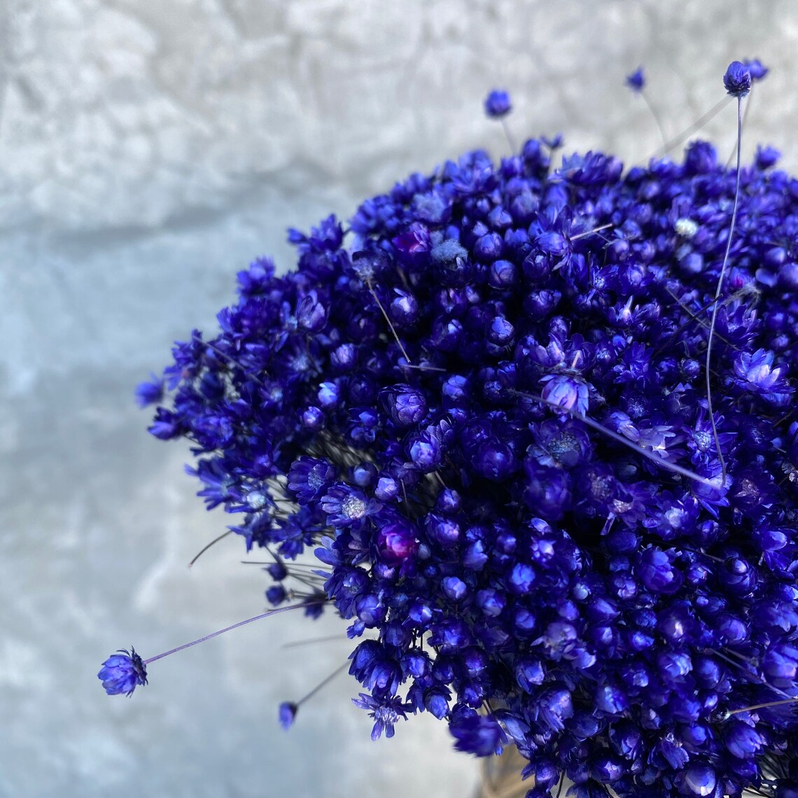 Dried Star Flowers Dried Flowers Wedding Flowers Flower Etsy